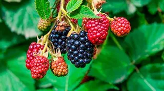 Frutos del bosque