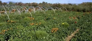 Agricultura y Ganadería destina 70 millones de euros para incorporación de jóvenes