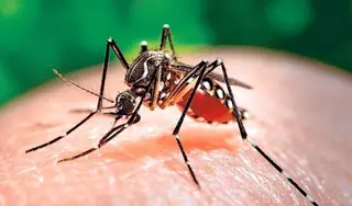 Mosquitos