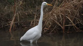 Ardea Alba. Junta de Castilla y León