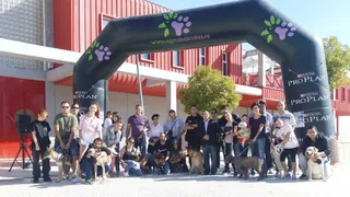 Csaninos 1