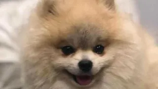 Pomerania toy pop.r d.250 347 11389