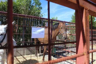 IV Feria de Ganado Selecto La Fuente de San Esteban