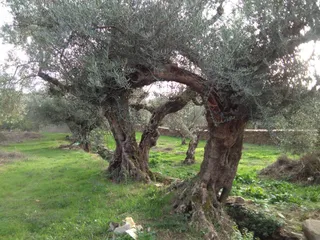 Olivos en Las Arribes