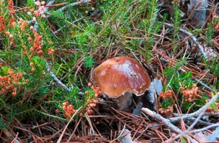 Ejemplar de boletus edulis en los montes de Soria | ICAL