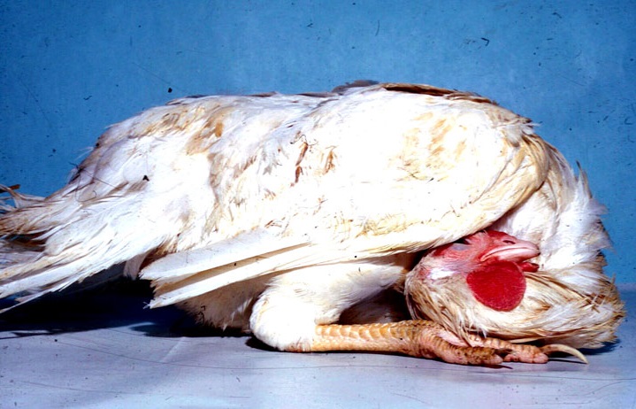 Gallina afectada por la Enfermedad Newcastle | Imagen MAPA