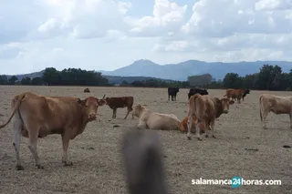 Vacuno carne (2)