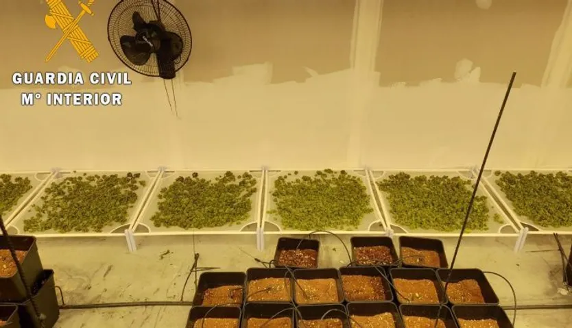 Marihuana incautada en Calvarrasa de Abajo