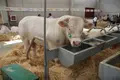 Animales en Salamaq