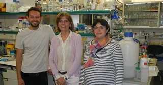 La plasticidad de los macrófagos permite reparar tejidos del pulmón y del hígado