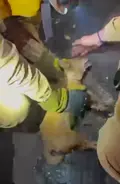 Rescatan a un perro entre las llamas del incendio de Ávila y lo trasladan hasta Salamanca para garantizar su atención