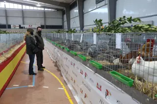 II Feria de Avicultura y Cunicultura de Calzada de Valdunciel 14