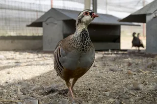 Uno de los ejemplares criados para la caza en la granja. ICAL
