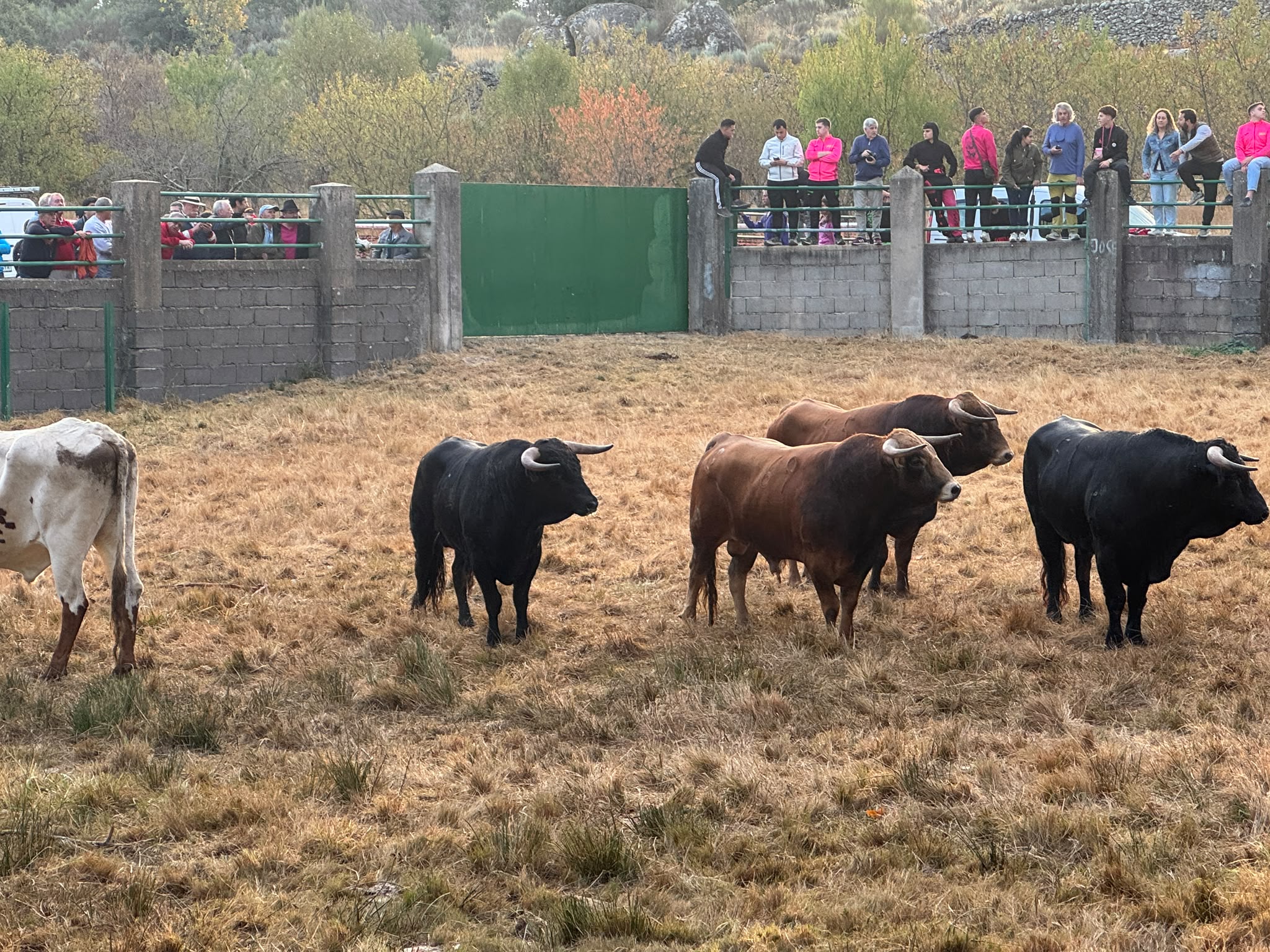 Apartado De Los Novillos De Valdeflores En Aldead&aacute;vila De La Ribera. Salamanca24horas 