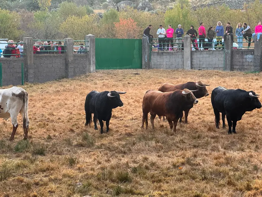 Apartado De Los Novillos De Valdeflores En Aldeadávila De La Ribera. Salamanca24horas