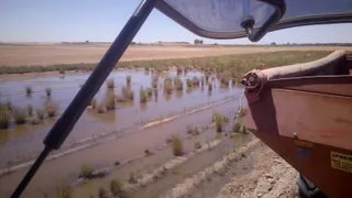 Patata tierra