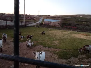 El sector de la leche de cabra constata la difícil situación de ganaderos y fabricantes de quesos por la falta de rentabilidad