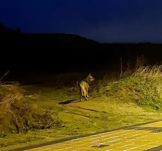 Lobo fotografiado por Fernando Pérez en las proximidades de Arroyo de la Encomienda. Agencia ICAL