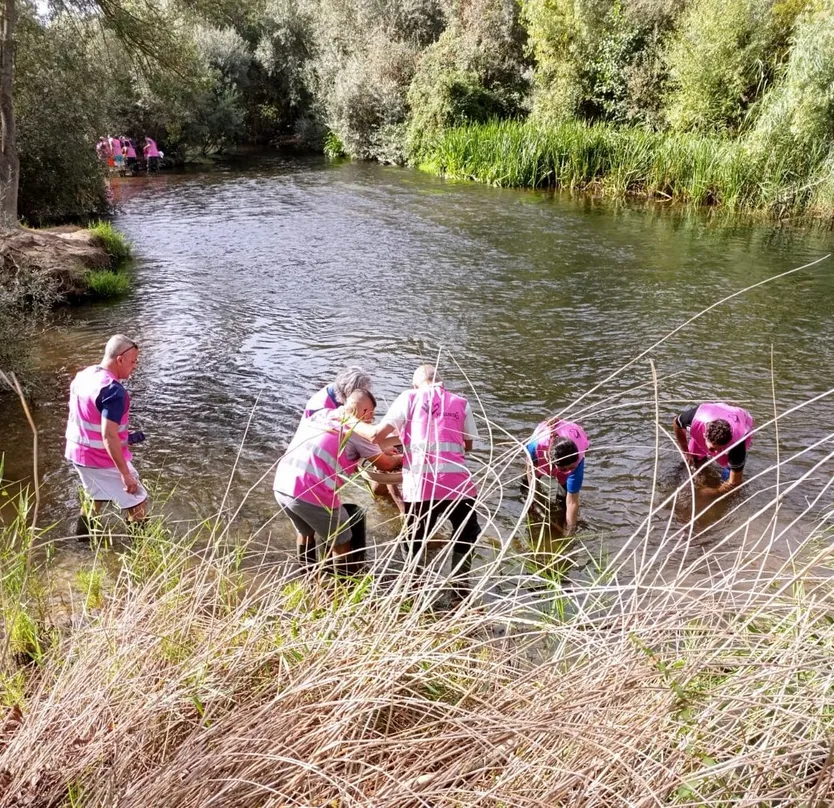 Voluntarios recogiendo ejemplares de la Almeja Asiática en la ribera del río Tormes