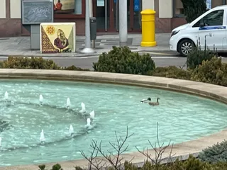 Una pareja de patos se baña en la fuente de la Puerta de Zamora