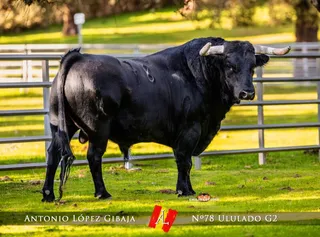 Toros Carnaval del Toro 2026 | Ayto Ciudad Rodrigo