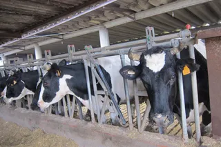 Vacas. FOTO INFOSALUS