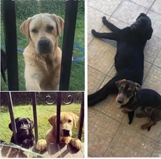 Perros