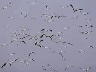 Aves migratorias en El Estrecho | Foto: Trotaviernes