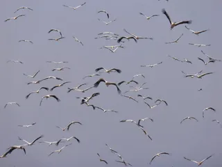 Aves migratorias en El Estrecho | Foto: Trotaviernes