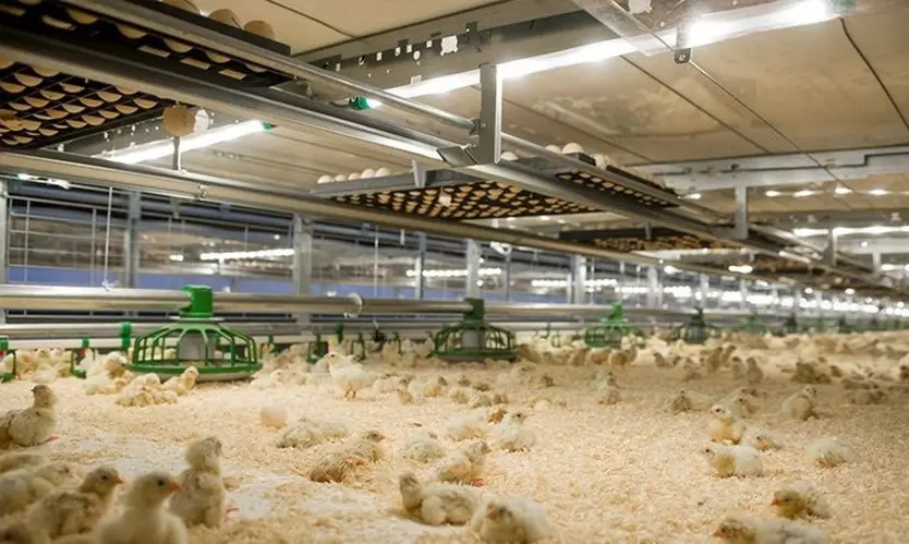 Imagen de una granja de pollos | JCYL-EP