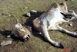 La Junta refuerza su política de seguros y convoca las bases para cubrir la retirada de animales muertos
