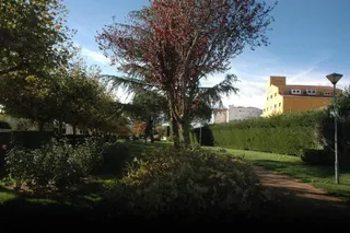 Poda en Guijuelo