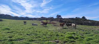 Vacas en el campo (5)