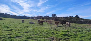 Vacas en el campo (5)