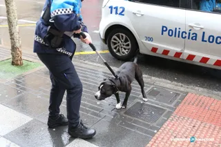 Perros sanciones