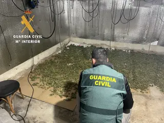 MARIHUANA INDOOR Sancti Spiritus