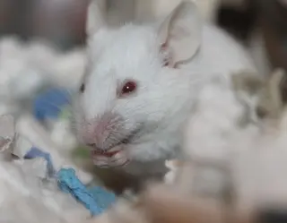 Rodent cute mammal little