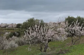 Día del Almendro en La Fregeneda 2017