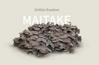 Maitake, seta - FOTO: HIFAS DA TERRA