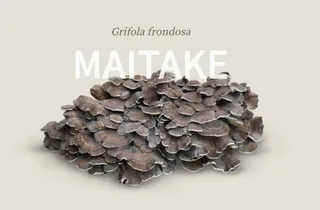 Maitake, seta - FOTO: HIFAS DA TERRA