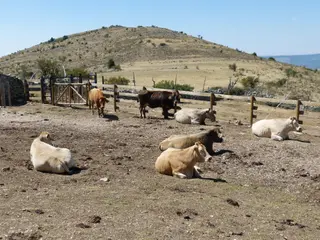 Vacas