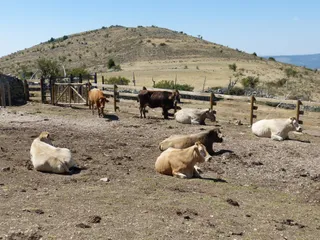 Vacas