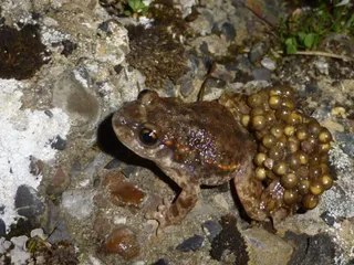 Anfibios. Foto EP