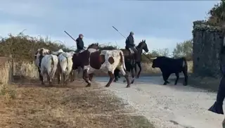 Último Encierro a Caballo Con Astados De Valrubio En Aldeadávila De La Ribera | Salamanca24horas