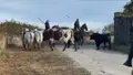 Último Encierro a Caballo Con Astados De Valrubio En Aldeadávila De La Ribera | Salamanca24horas