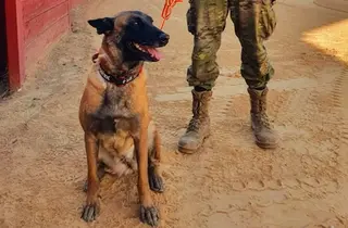 Mora, ejemplar criado en el CMCC de Ávila