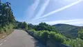 La vegetación invade numerosos tramos de las carreteras de la Sierra de Francia