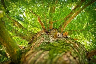 Arbol