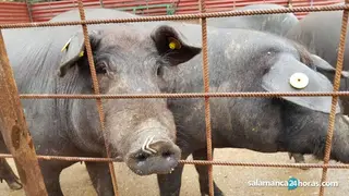 Porcino ibérico