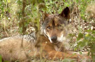 Denuncian ante la Fiscalía de Medio Ambiente el abatimiento del lobo en Valdunciel